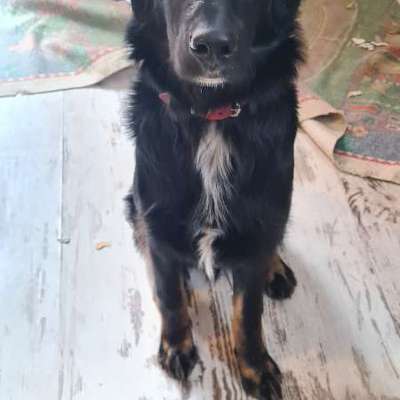 Hundetreffen-Hundkumpel zum Spazierengehen und toben-Bild