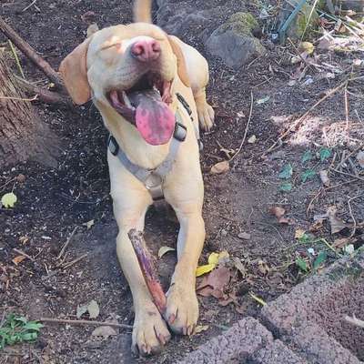 Dogorama Photo Challenge - Einmal lächeln bitte-Beitrag-Bild