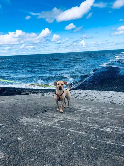 Labradorfans-Beitrag-Bild