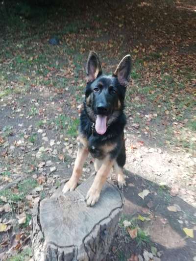 Schäferhund-Beitrag-Bild