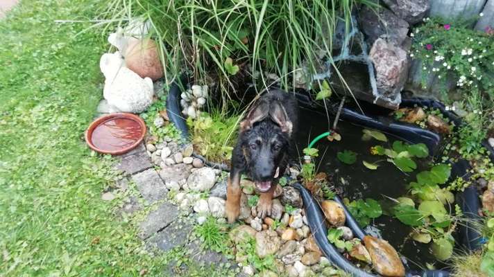 Die Dogorama Wochen Challenge-Beitrag-Bild