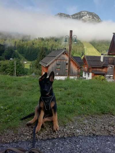 Schäferhund-Fans?-Beitrag-Bild