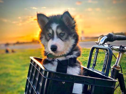 Die Dogorama Kalender Challenge Titelbild-Beitrag-Bild