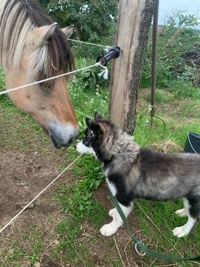 Fotochallenge Nr. 51 "Euer Hund mit anderen Tieren"-Beitrag-Bild