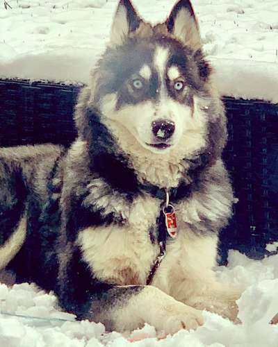 Fotochallenge 61 ~ Schnee-Beitrag-Bild