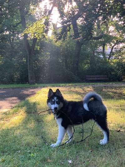 Welpen Bilder !-Beitrag-Bild