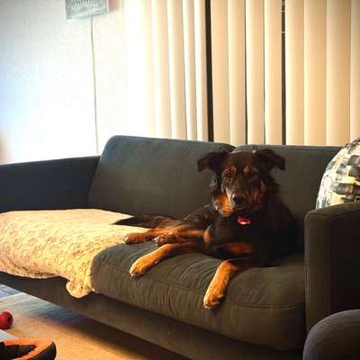 Schäferhund-Beitrag-Bild