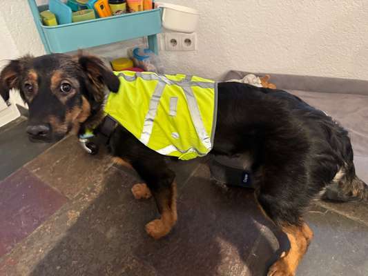 Hundewesteempfehlungen?-Beitrag-Bild
