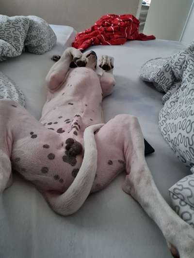 Die Dogorama Wochen Challenge-Beitrag-Bild