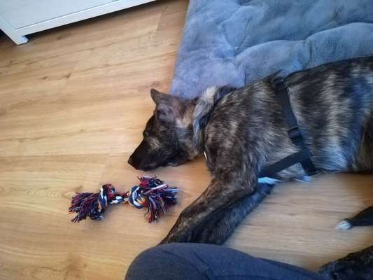 Welpen Bilder !-Beitrag-Bild