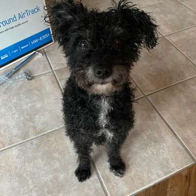 Hundetreffen-Souveräne Hundekontakte gesucht-Bild