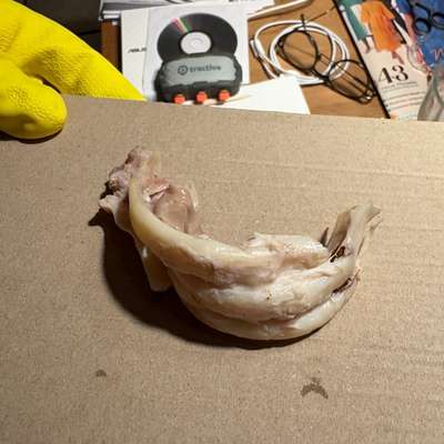 Giftköder-Giftköder, vom Tierarzt bestätigt-Bild