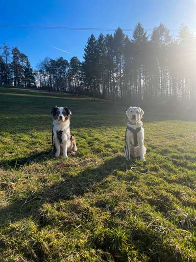 Hundetreffen-Spazieren mit Oliver und Oskar-Bild