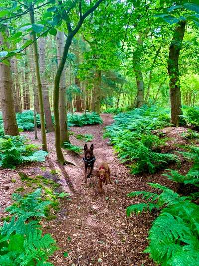 Foto -Challenge  Thema : Dein Hund Im Wald-Beitrag-Bild