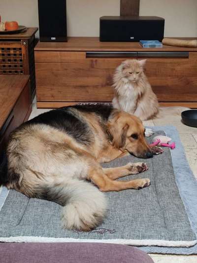 Hundetreffen-Zentralhund mit eigenem Gelände sucht Kontakte-Bild