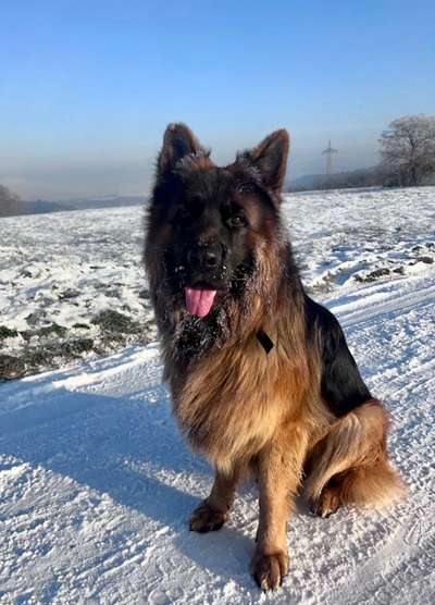 Schäferhund-Beitrag-Bild