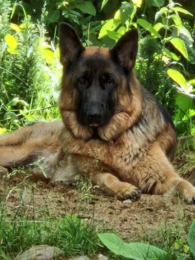 Deutsche Schäferhunde, Belgische Schäferhunde.-Beitrag-Bild