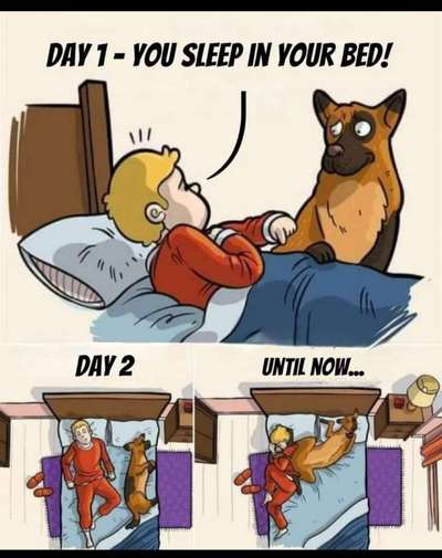 Hunde Memes-Beitrag-Bild