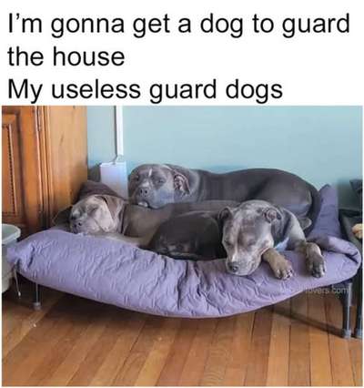 Hunde Memes-Beitrag-Bild