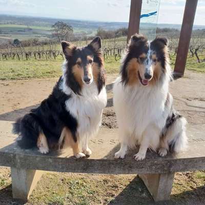 Langhaar Collies-Beitrag-Bild