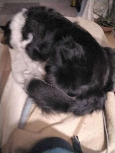 Collies gesucht-Beitrag-Bild