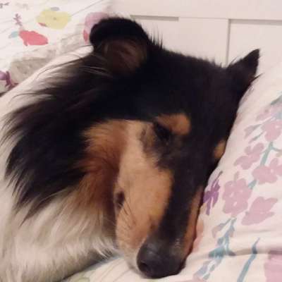 Collies gesucht-Beitrag-Bild