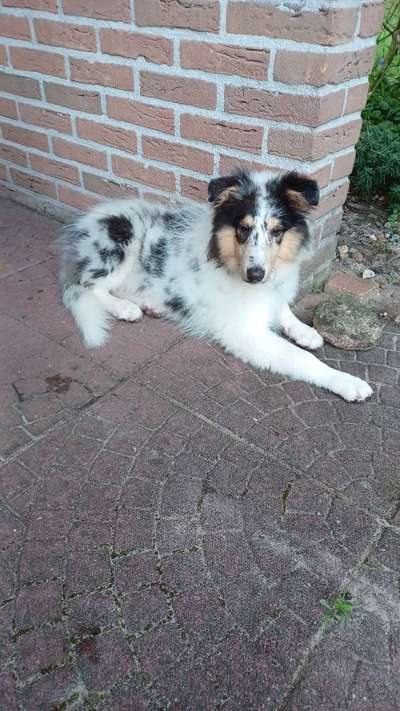 Langhaar Collies-Beitrag-Bild