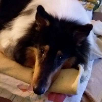 Collies gesucht-Beitrag-Bild