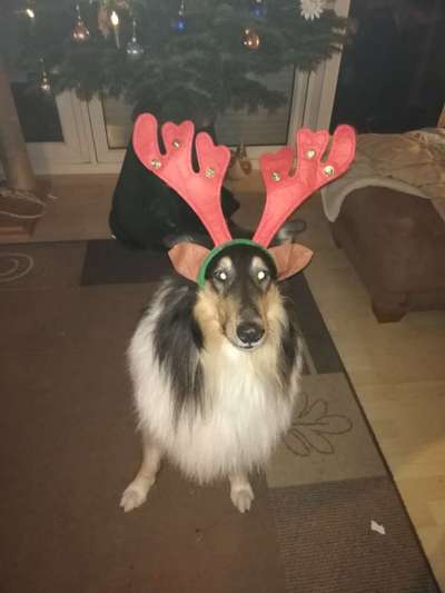 Collies gesucht-Beitrag-Bild