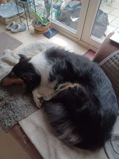 Collies gesucht-Beitrag-Bild