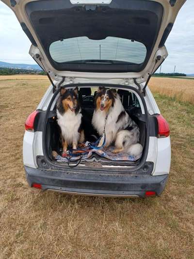 Langhaar Collies-Beitrag-Bild