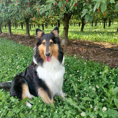 Langhaar Collies-Beitrag-Bild