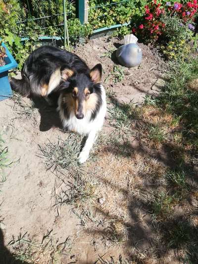 Langhaar Collies-Beitrag-Bild