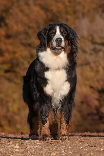 Berner Sennen-Beitrag-Bild