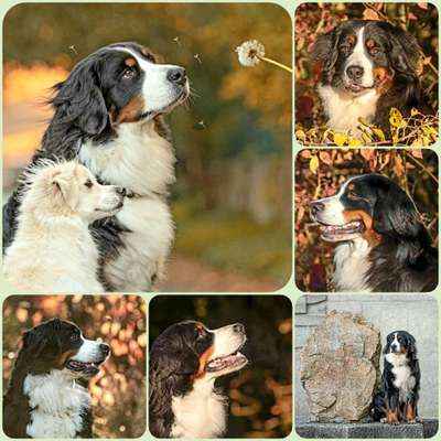 Berner Sennen-Beitrag-Bild