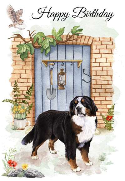 Berner Sennen-Beitrag-Bild