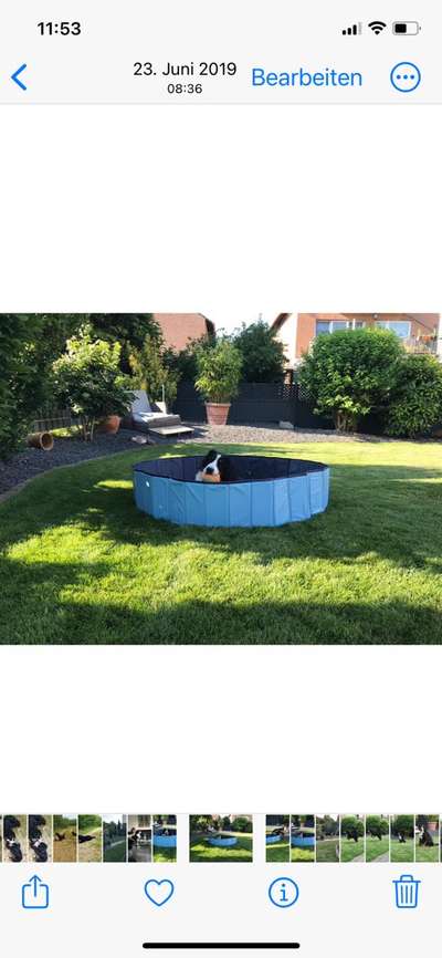 Berner Sennen-Beitrag-Bild