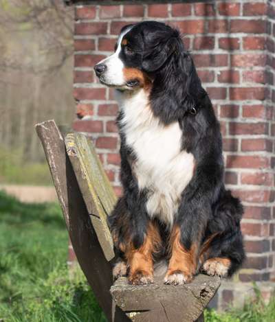 Die Dogorama Kalender Challenge Titelbild-Beitrag-Bild