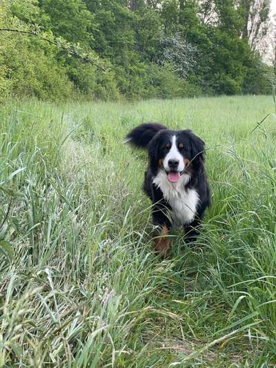 Berner Sennen-Beitrag-Bild