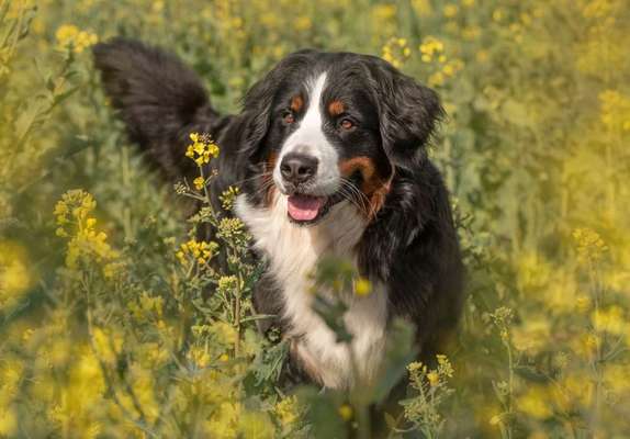 Berner Sennen-Beitrag-Bild