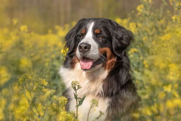 Rassen und ihre Eigenschaften-Beitrag-Bild