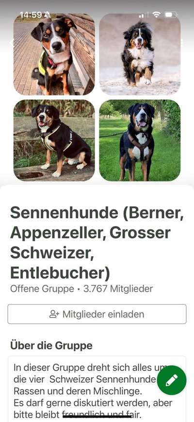 Berner Sennen-Beitrag-Bild
