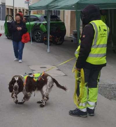 Hundetreffen-Mantrailing - freies Training in Illingen-Bild