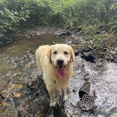 Hundetreffen-Gassirunde-Profilbild