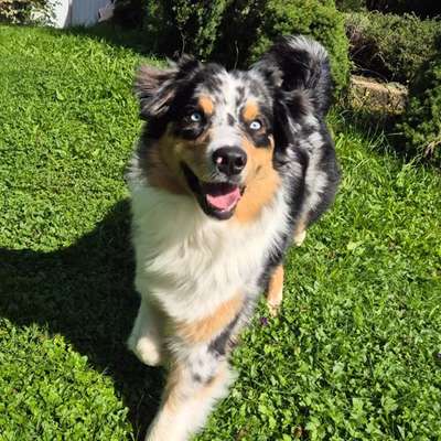 Hundetreffen-Training- und Spielpartner:innen-Bild