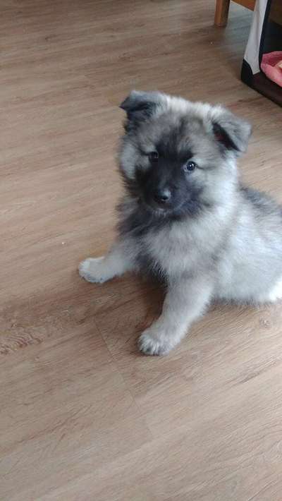 Welpen Bilder !-Beitrag-Bild