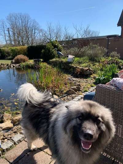 Dein Hund im Dogorama-Kalender 2021-Beitrag-Bild