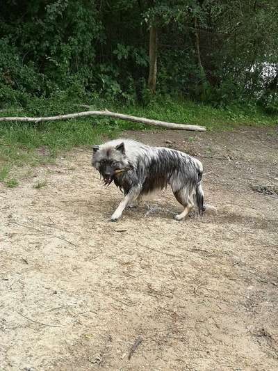 Dein Hund im Dogorama-Kalender 2021-Beitrag-Bild