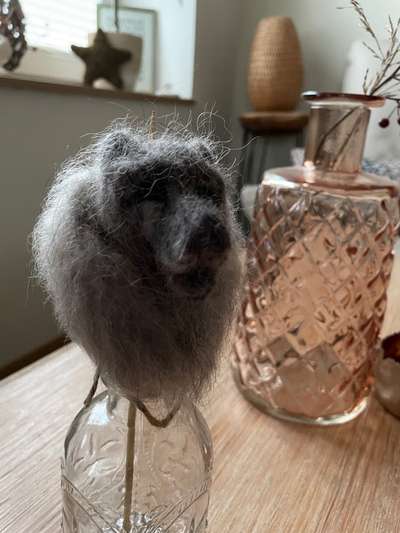 Wie heißt dein Hund?-Beitrag-Bild