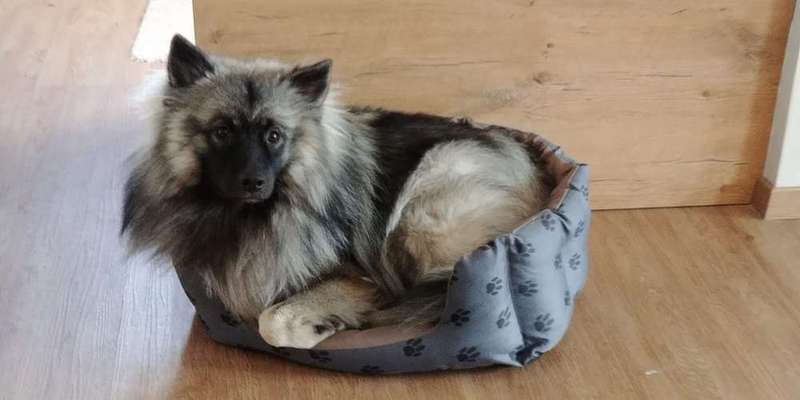 Dein Hund im Dogorama-Kalender 2021-Beitrag-Bild